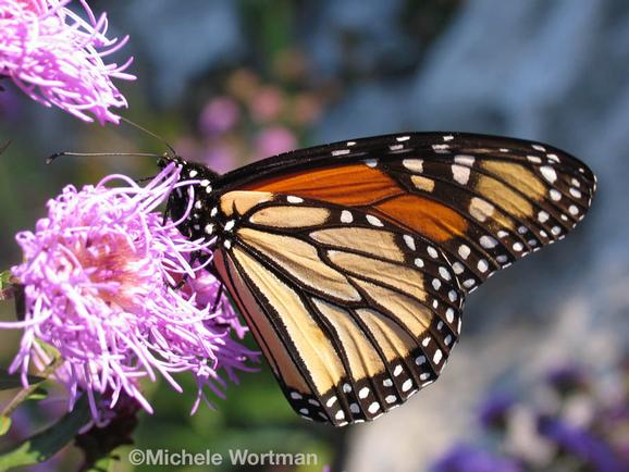 Michele Wortman - Monarch Butterfly