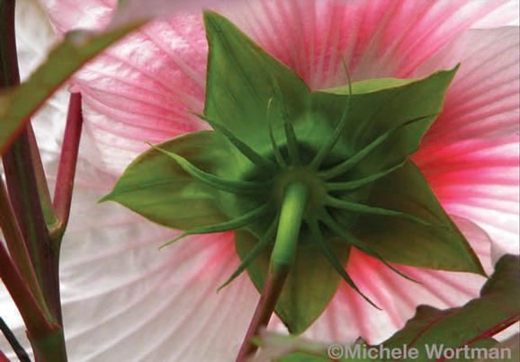 Michele Wortman - Underside of Flower