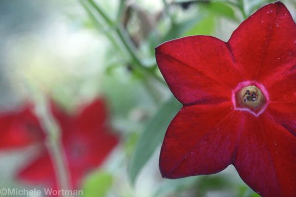 Michele Wortman - Red Flowers