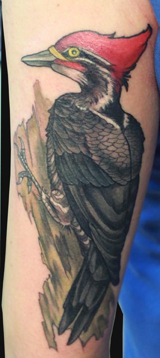 Woodpecker tattoo by Katelyn Crane: TattooNOW