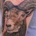 Tattoos - Corsican Ram - 98914