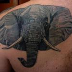 Tattoos - Elephant Portrait - 103804