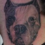 Tattoos - Pit Bull Portrait - 101174