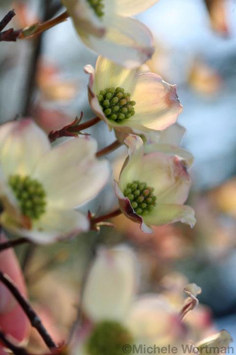 Michele Wortman - Dogwoods