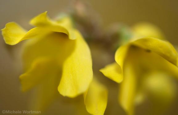 Michele Wortman - Yellow petals
