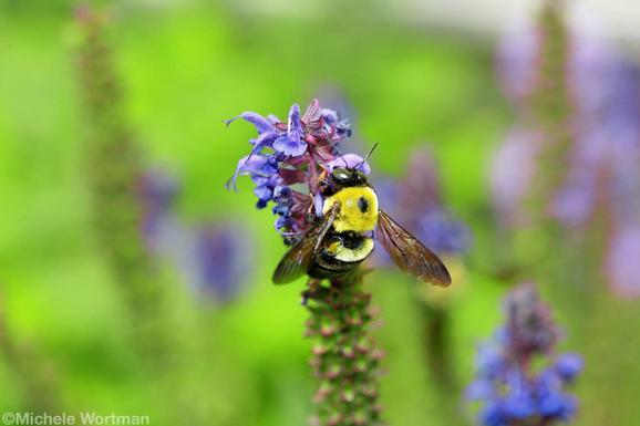 Michele Wortman - Bumble bee in Hyperspacegardens