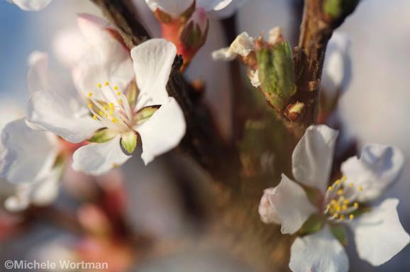 Michele Wortman - Cherry blossoms in wind