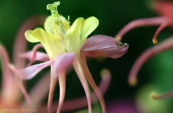 Michele Wortman - Dancing Columbine