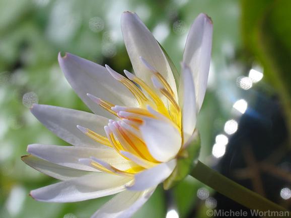 Michele Wortman - Sun drenched waterlily