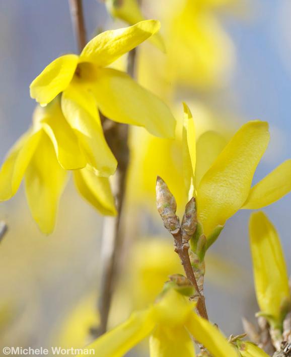 Michele Wortman - Yellow Forsythia