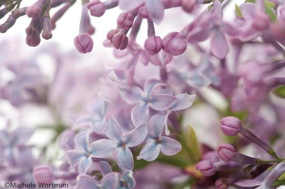 Michele Wortman - Spring Lilacs