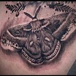 Tattoos - Cecropia - 143913