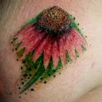 Tattoos - Echinacea - 134292