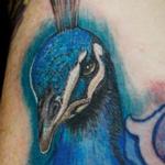 Tattoos - Peacock - 132856