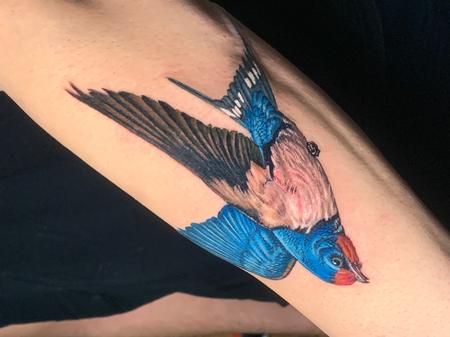 Rafael Marte - Realistic Blue Sparrow Tattoo Forearm