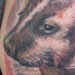 Tattoos - Badger - 16683