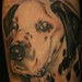 Tattoos - Dalmatian Portrait Tattoo - 41971