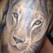 Tattoos - Lioness portrait tattoo - 87520