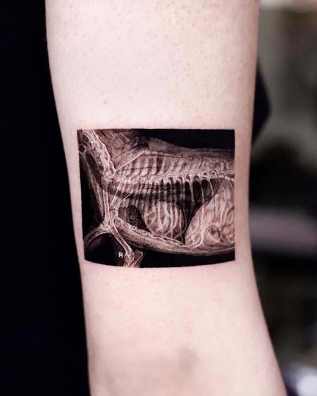 Tattoos - X-Ray Cat - 143982