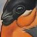 Tattoos - Bullfinch Bird Tattoo - 71474