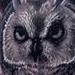 Tattoos - Owl - 70447