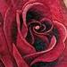 Tattoos - Rose - 65747