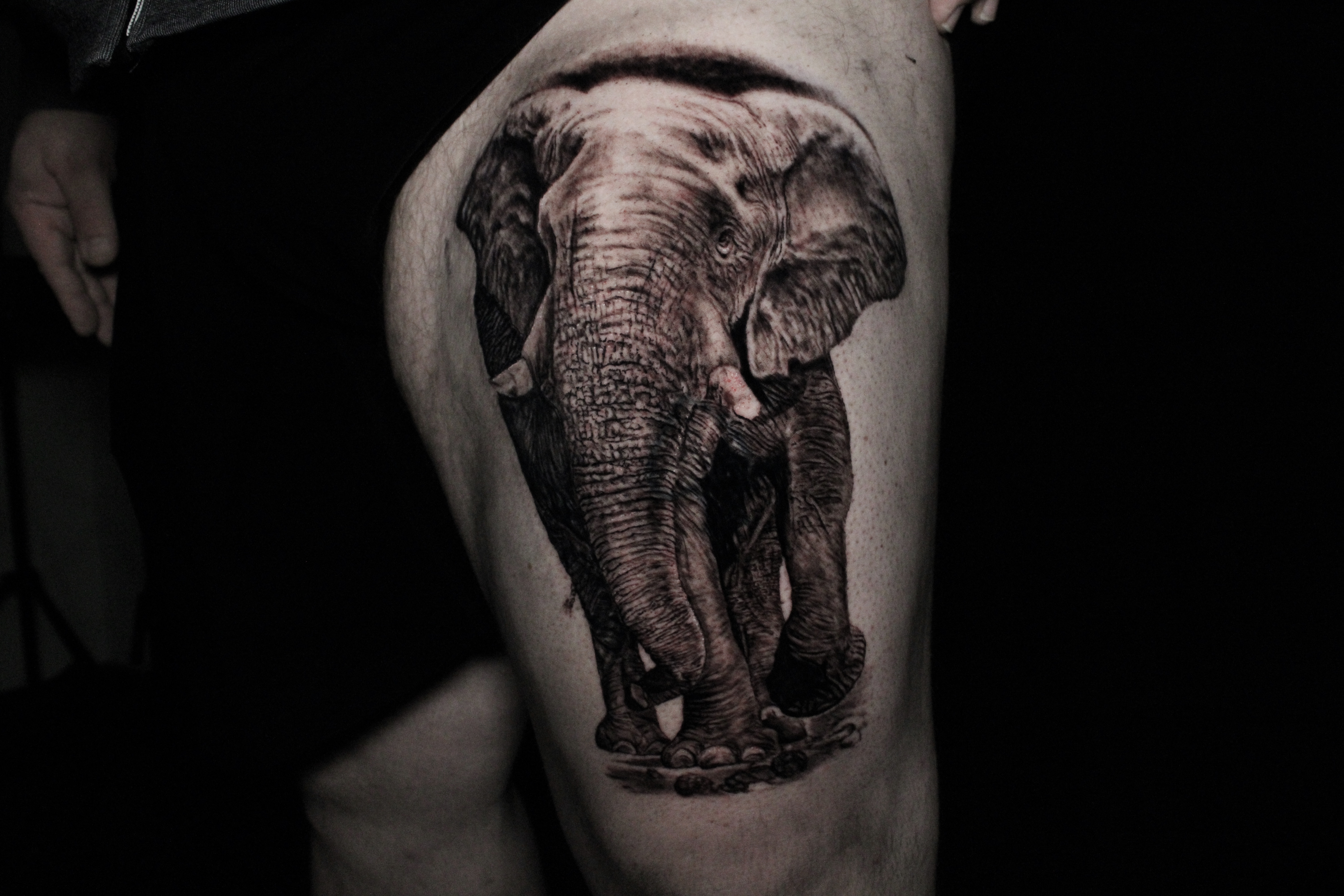 Tattoos - Elephant - 141447