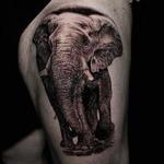 Tattoos - Elephant - 141447